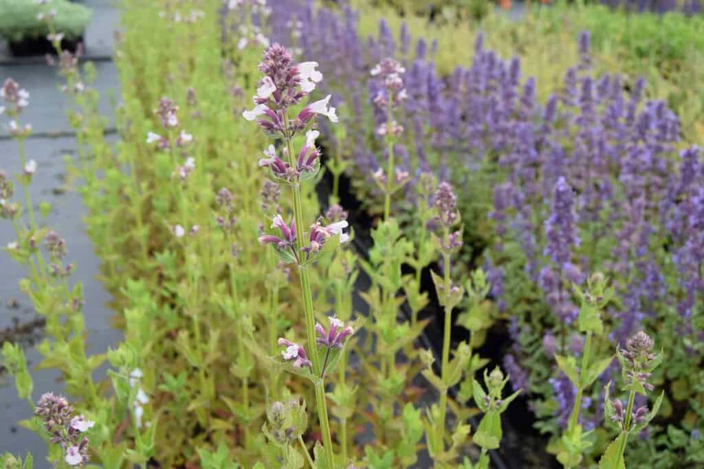 Nepeta grandiflora 'Dawn to Dusk' ---